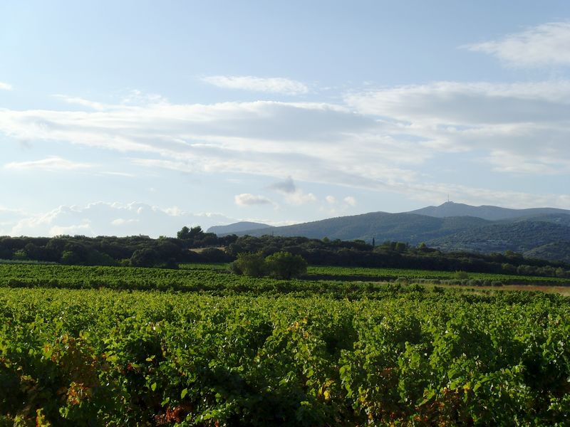 domaine-condamines-5